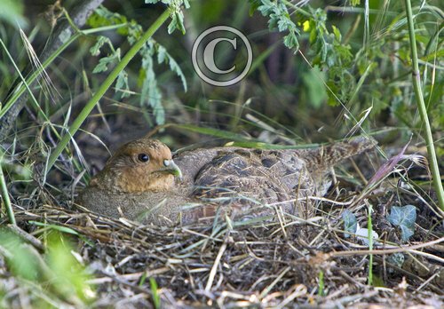 Grey Partridge  on a Nest DM0538
